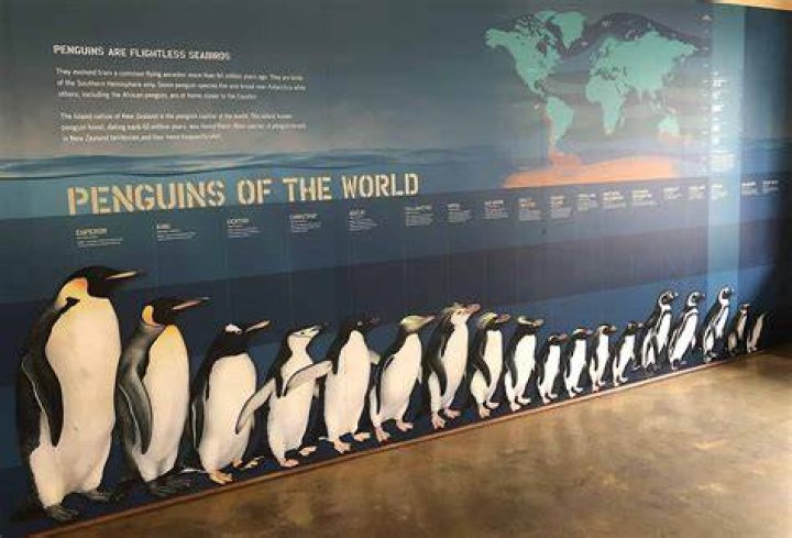 How tall is a full grown emperor penguin?