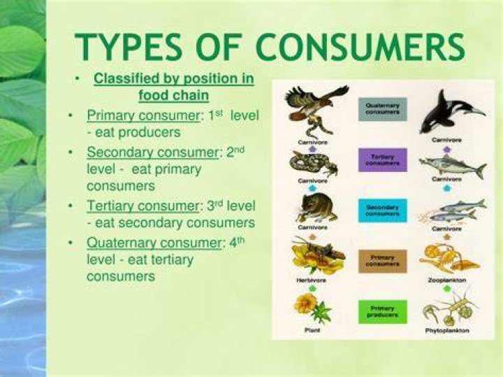 What are the 3 types of consumers?