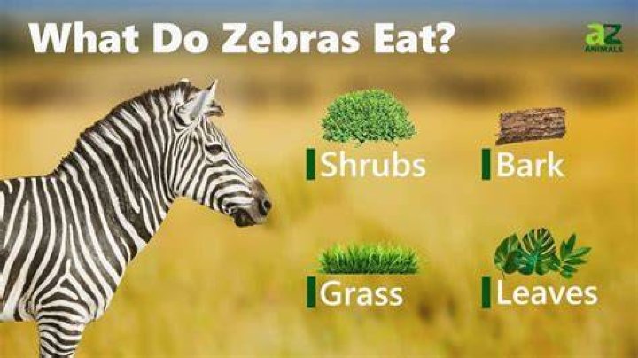 What type of meat do zebras eat?